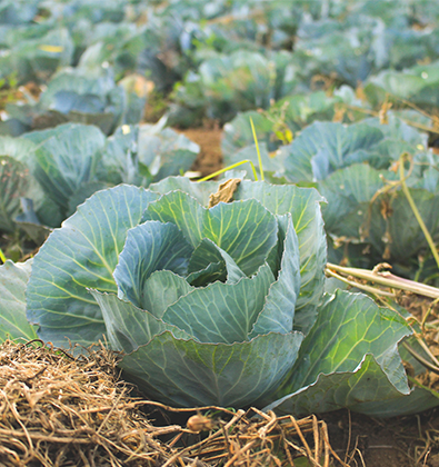 乐鱼体育登录入口:蒜头油的成效和效果